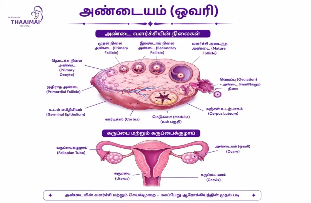 கர்ப்பம் தரிக்க வழிகள்